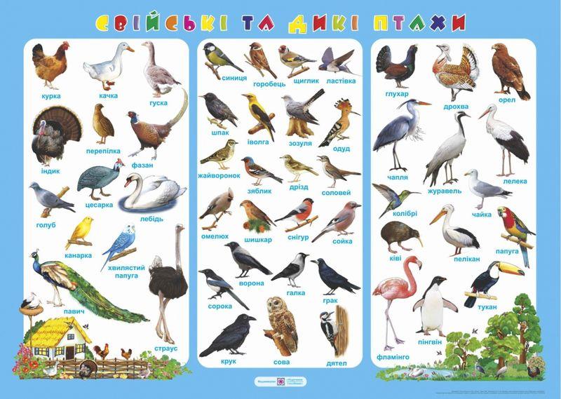 Книга Плакат. Свійські та дикі птахи
