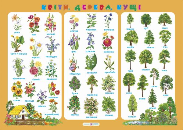 Плакат "Квіти, дерева, кущі"